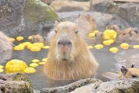 伊豆シャボテン動物公園