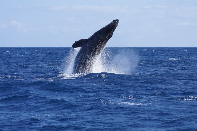 運が良ければクジラも見れるかも！