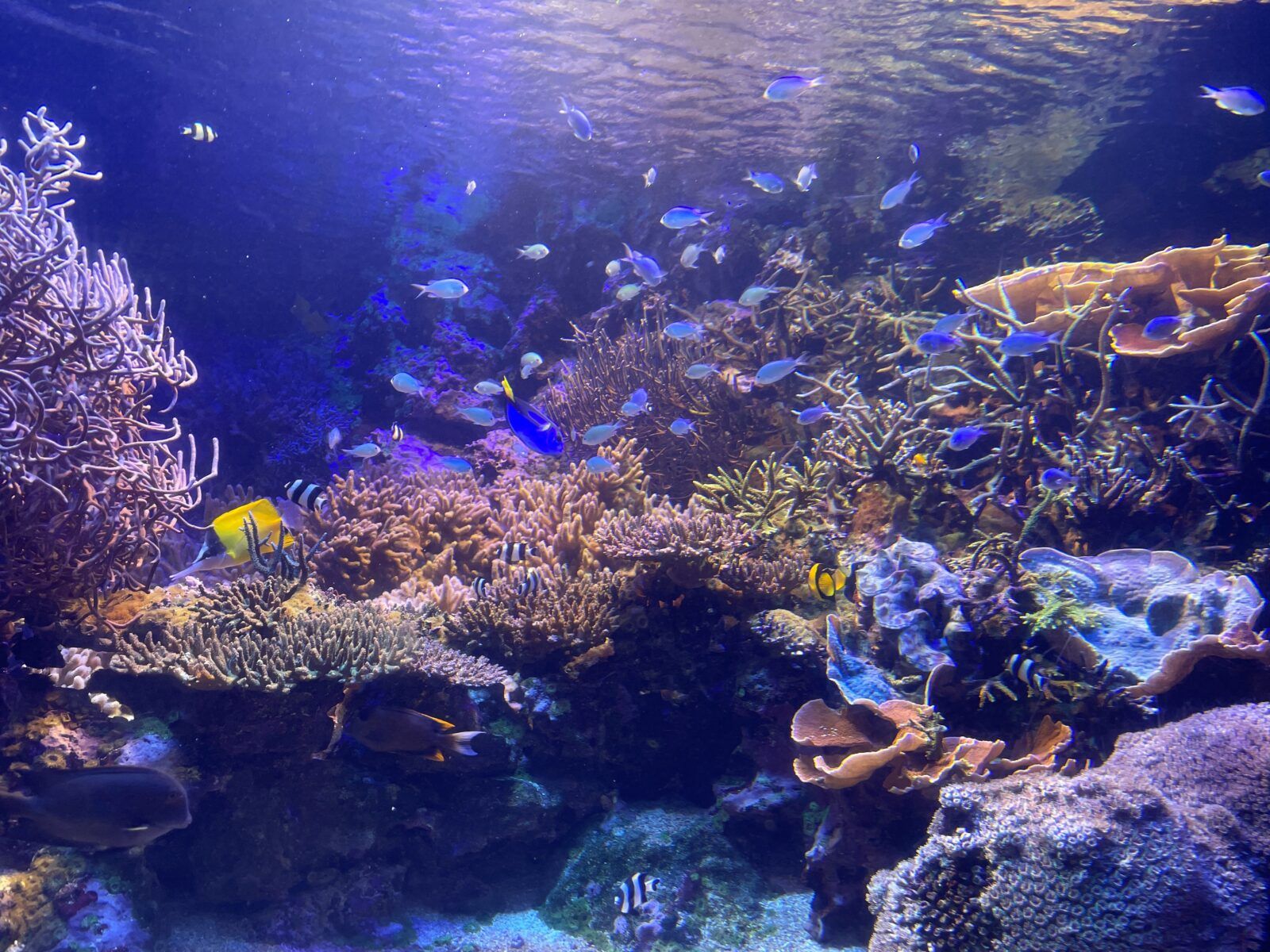 鳥羽水族館にも！