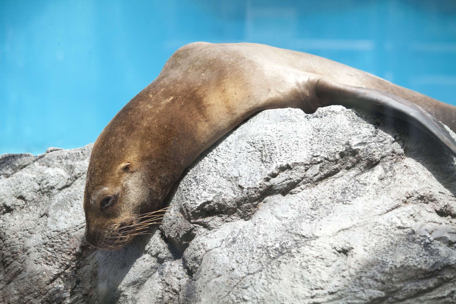 「鳥羽水族館」アクセスもしやすく人気の観光スポット！