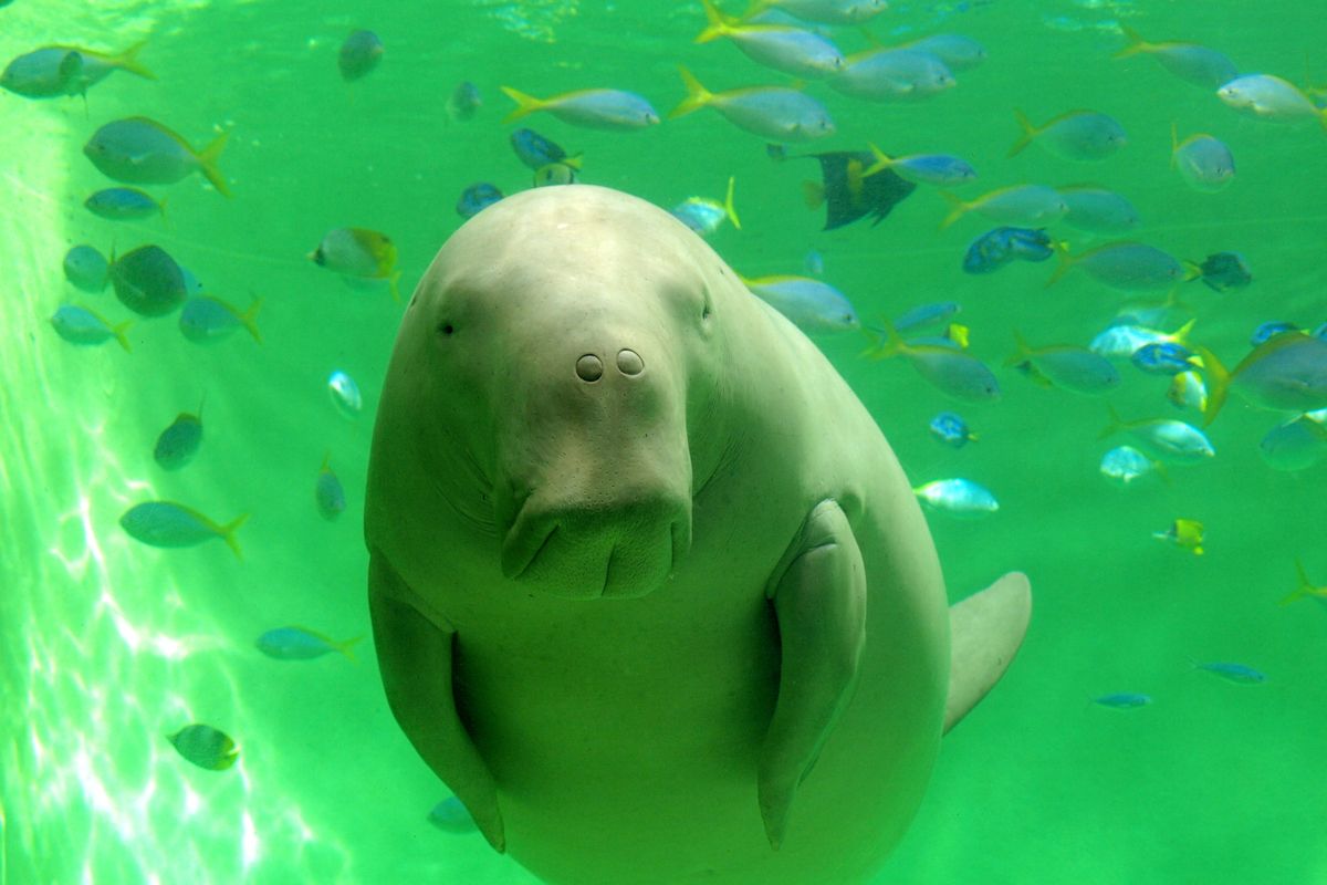 『鳥羽水族館』へジュゴンに会いに行こう！