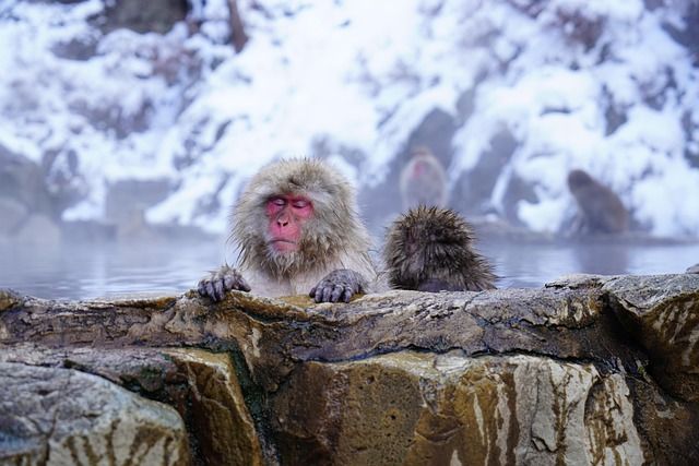 温泉有名です！動物も見れるかも？