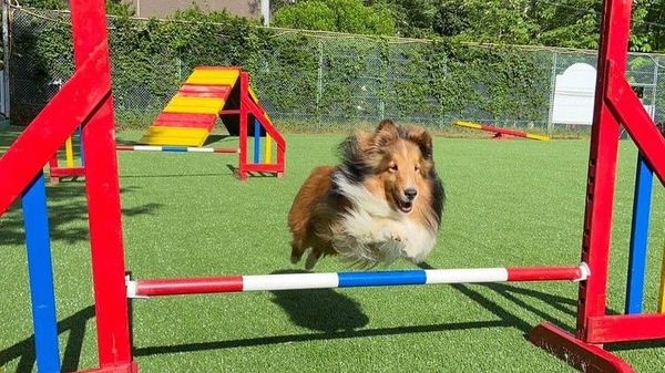 わんちゃんも楽しめる！
