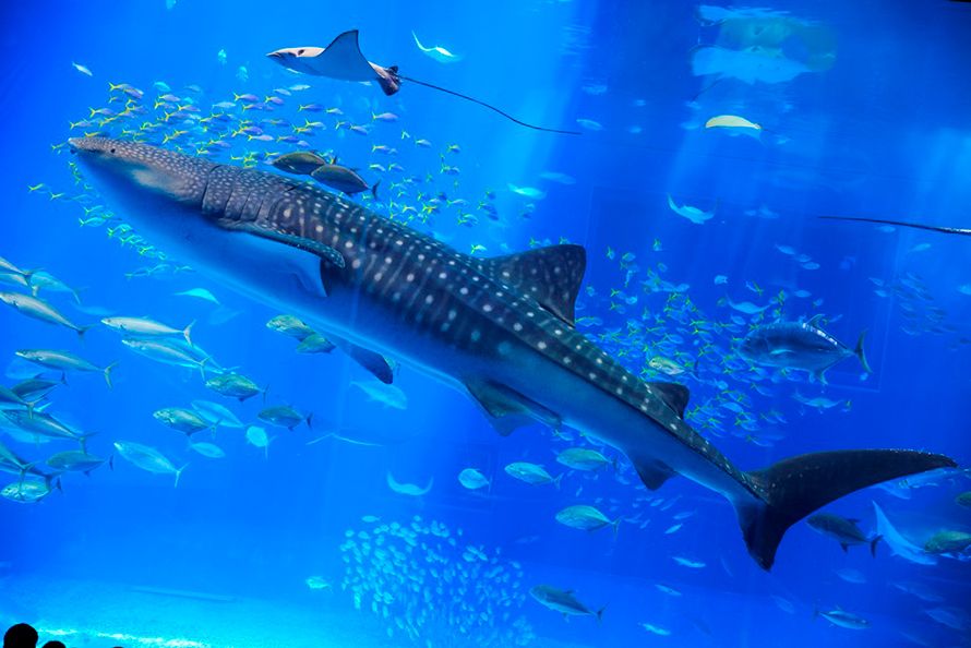 あの有名な美ら海水族館にもすぐ行けちゃう！