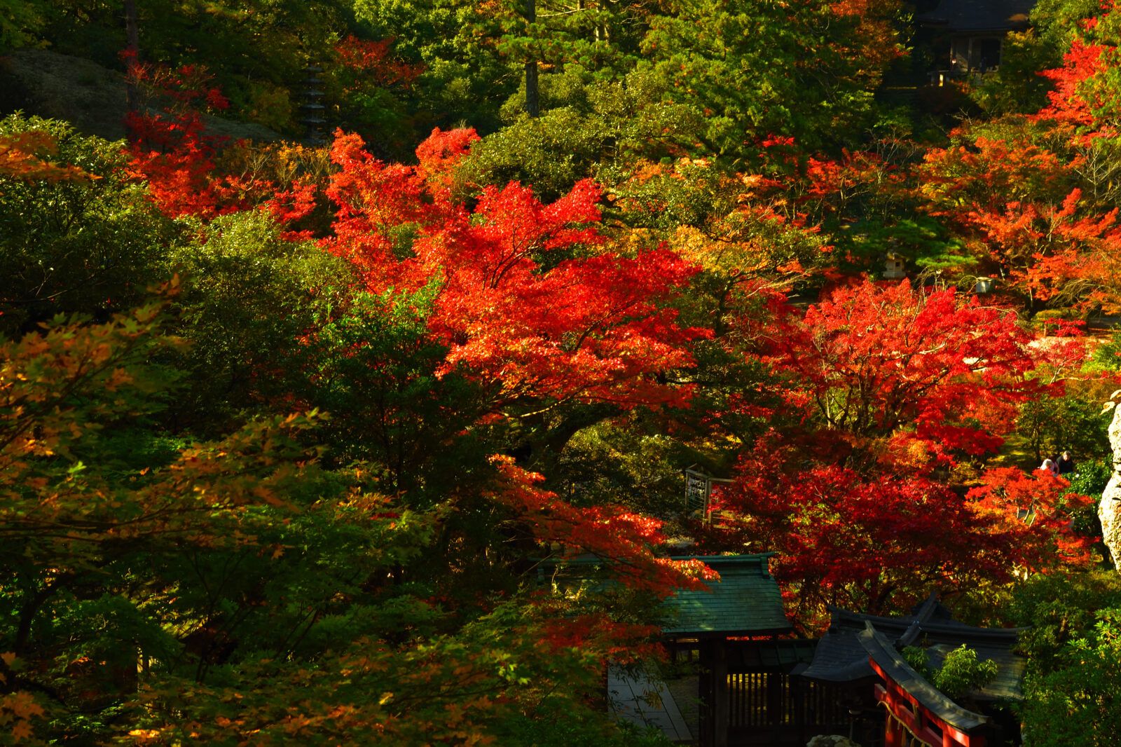 石川県の綺麗な紅葉のようす。