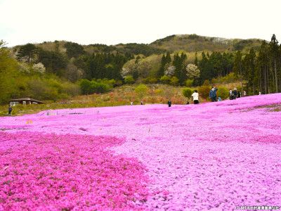 福島県でも有名な芝桜を観覧できる森林公園があります！