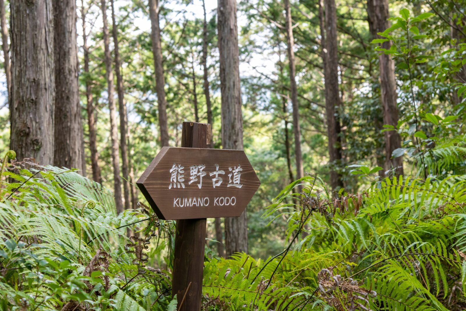 -世界遺産-　熊野古道