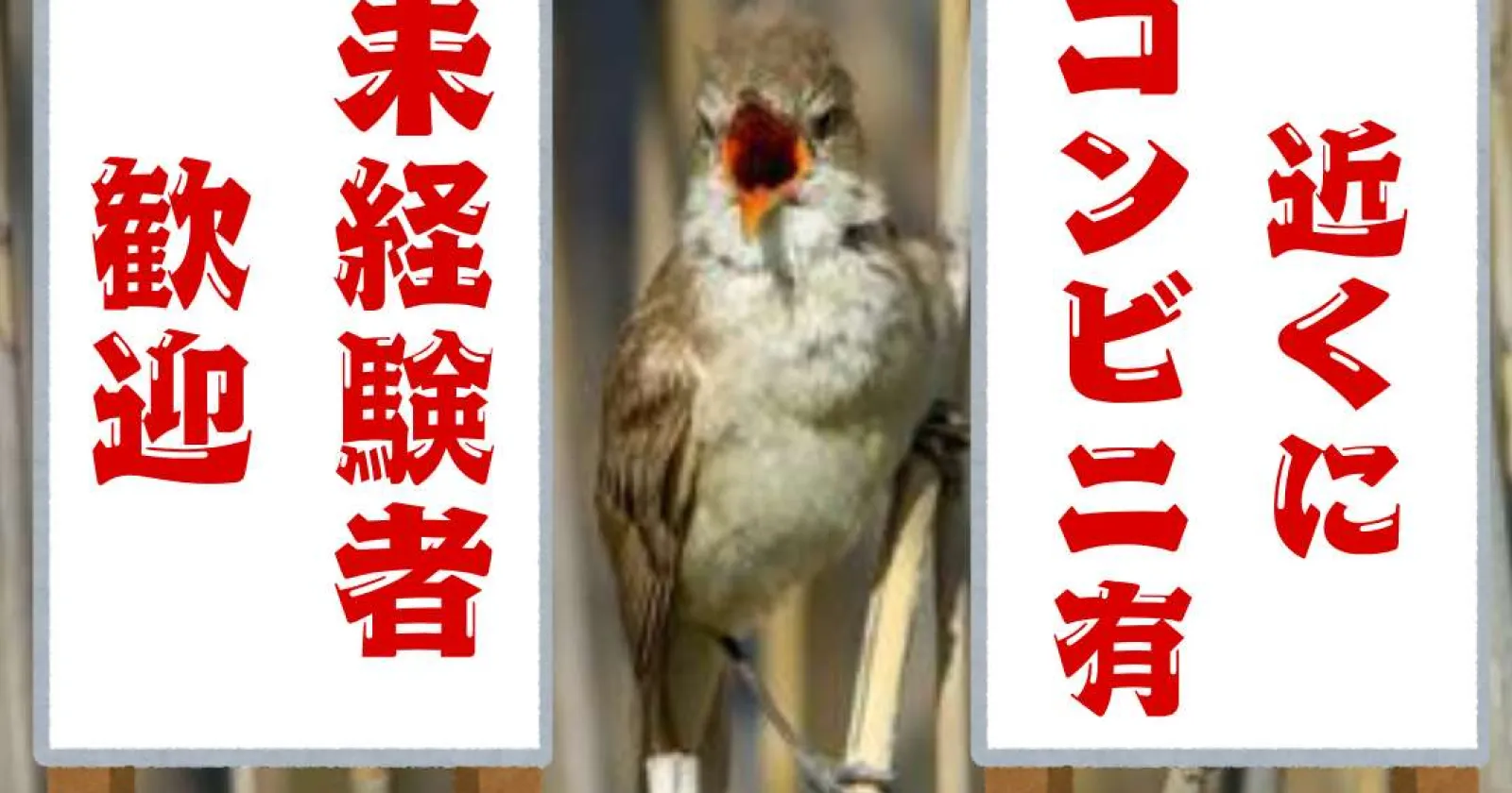 【未経験者歓迎】【敷地内寮で通勤0分!】【寮費水光熱費無料・休みの日は駅まで送迎あり】白樺湖で新規の求人が出ました!!